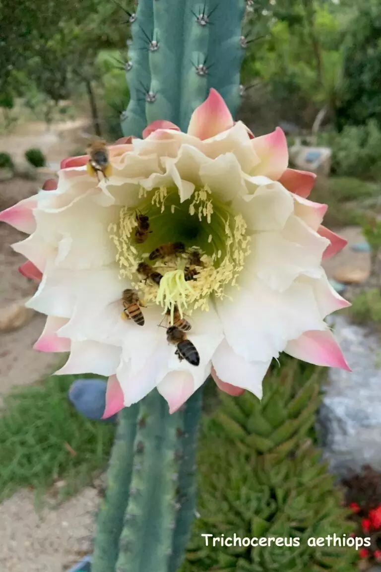 trichocereus candicans