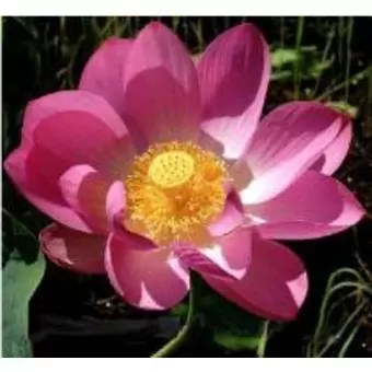 Nelumbo nucifera subsp. nucifera rose